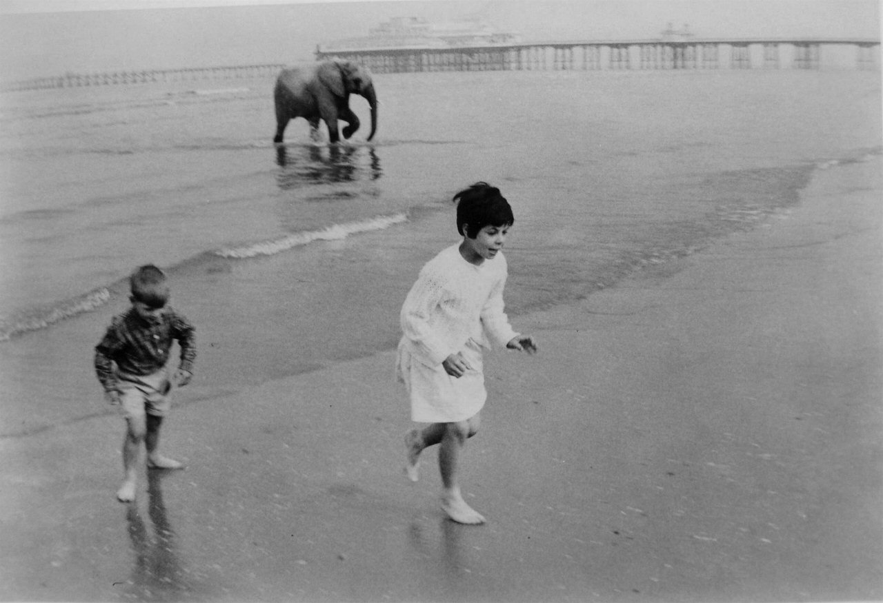 Elephant On The Beach