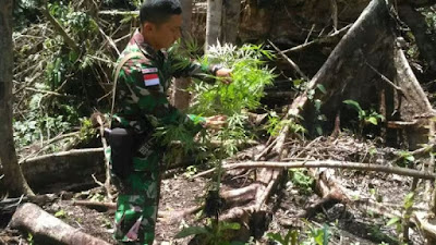 Pasukan TNI Berhasil Menemukan Ladang Ganja Seluas 5 Hektare di Kawasam Perbatasan Republik Indonesia -Papua Nugini - Commando