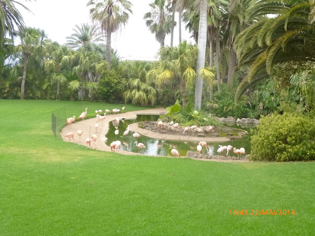 Loro Parque Loro Park Teneriffa Flamingos