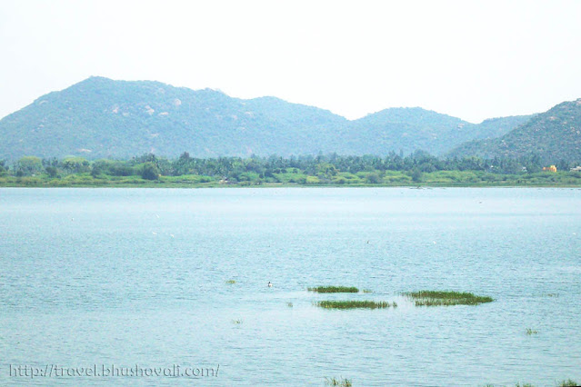 Kolavai Lake Birding in Chennai spots