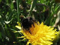 Paardenbloem met hommel