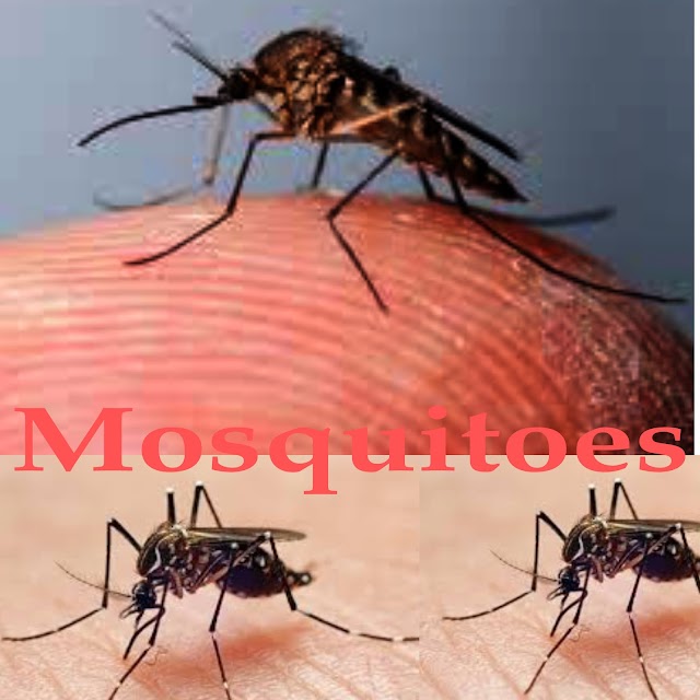  What compels a mosquito need to whittle down you?