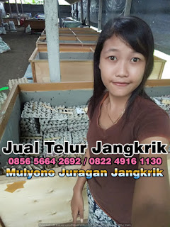 Harga Jual Telur Jangkrik Super Tujuan Ponorogo Jawa Timur 085656642692