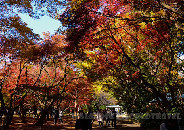 新宿御苑, 紅葉, shinjuku red leaves