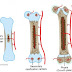  Bone Structure and Growth: Unveiling the Foundation of the Skeletal System