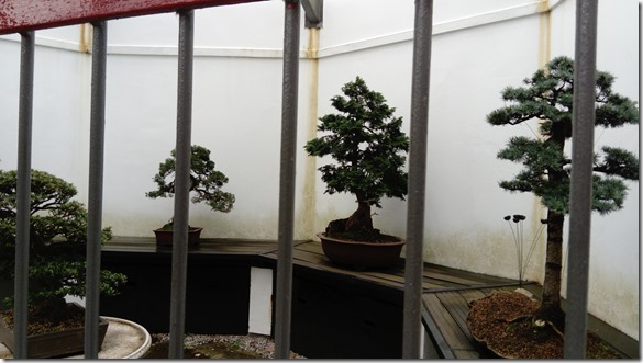 12 caged bonsai