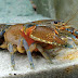 Peluang Usaha Budidaya Lobster Air Tawar