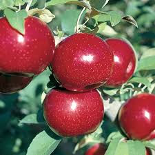 Top Fruits Healthiest Energy.apples