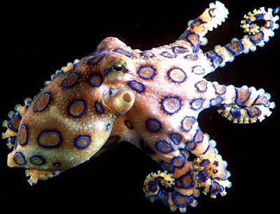 Blue Ringed Octopus Desktop Image