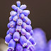 Grape Hyacinth