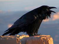 A raven