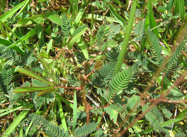 gulma amaranthus adalah