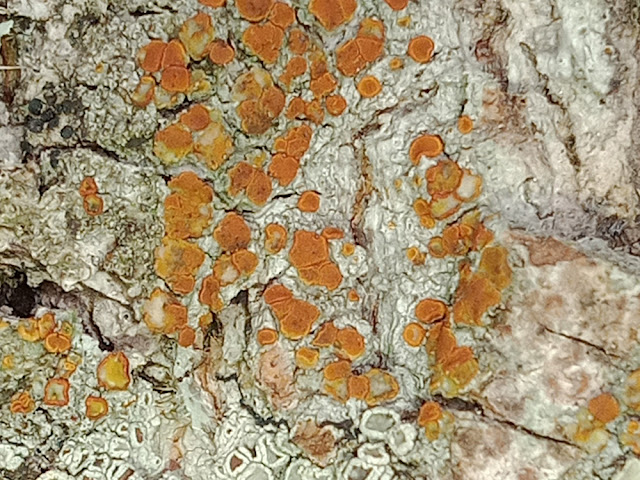 Rusty Firedot Lichen Blastenia ferruginea, Indre et Loire, France. Photo by Loire Valley Time Travel.