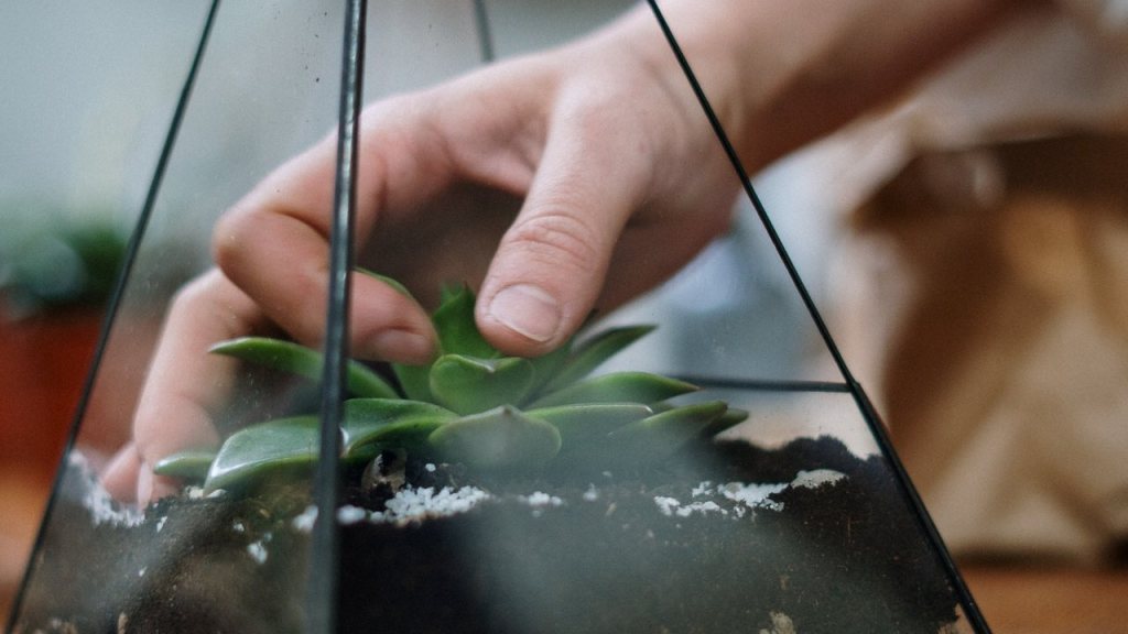 Cómo limpiar tus suculentas y cactus sin dañarlos