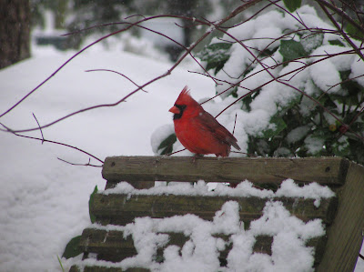 Cardinal in snow