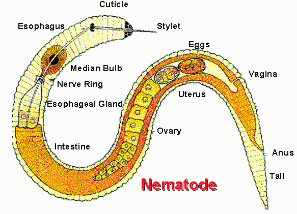 vertebrates and invertebrates. Invertebrate- Worm- Round Worm