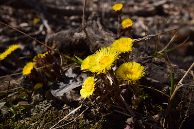 Spring flowers along path Ontario.