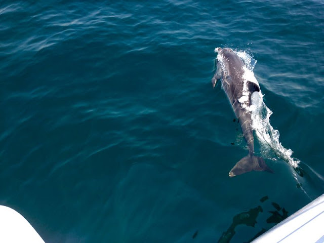 Dolphins, Atlantic Ocean