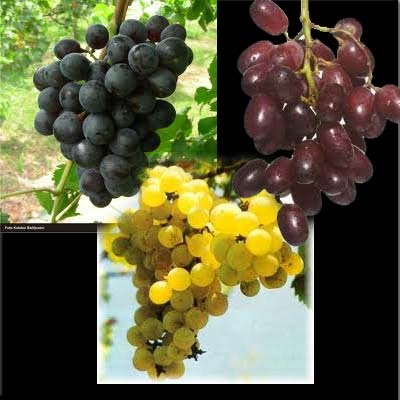  Anggur  Info Nutrisi dan Manfaat Anggur  Gambar  Hidup