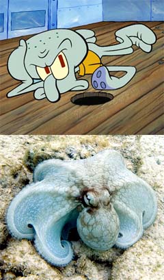 Jenis Jenis Hewan  Laut  dalam Serial Kartun SpongeBob  