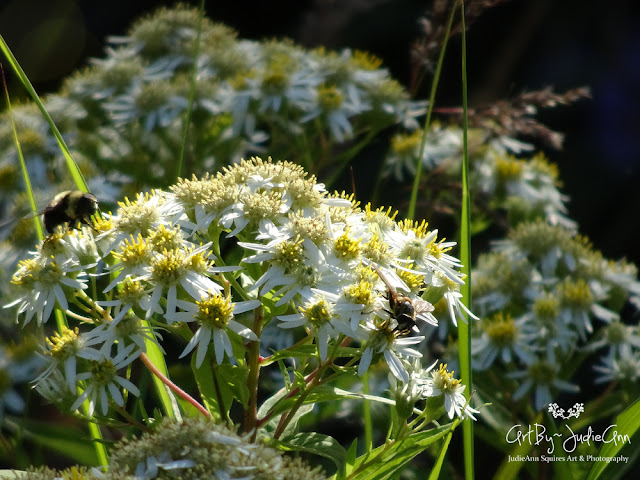 Bees On Wildflowers