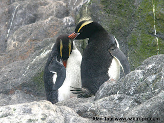 crested penguin