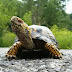The Wise Turtle