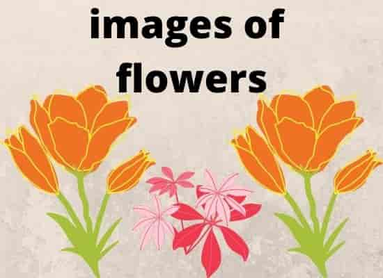 Images of flowers, flower images wallpapers,  rose image,  flower images hd,  flower images with name,  garden images,  beautiful flowers images,  flower images download,  flower images drawing.