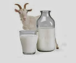 Susu kambing 