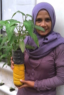 urban farming, urban hidroponik