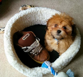 Cute dogs (50 pics), dog pictures, cute puppy in dog's bed with big shoe