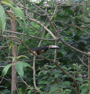 Collared Aracari, Pteroglossus torquatus, La Ceiba, Honduras