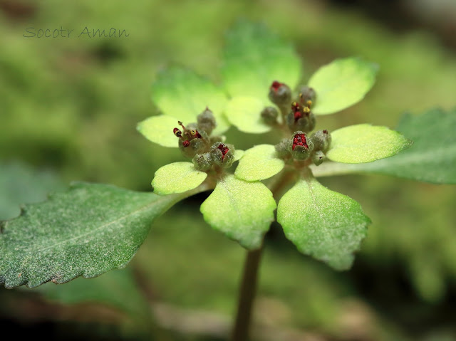 Chrysosplenium grayanum