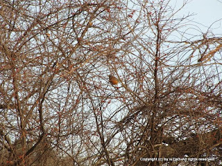 American Robin