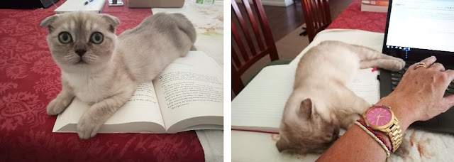 Luna "helping" with my reading and blogging - Scottish Fold joy #scottishfold #Luna #love