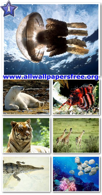 60 Amazing Animals Wallpapers 1280 X 1024 [Set 15]