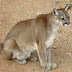 La Policía rescató un puma de un establecimiento ganadero 