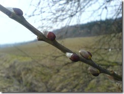 Frühling