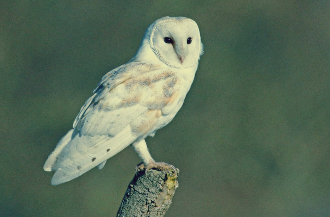  Gambar Burung Hantu Terbaru Kumpulan Gambar 