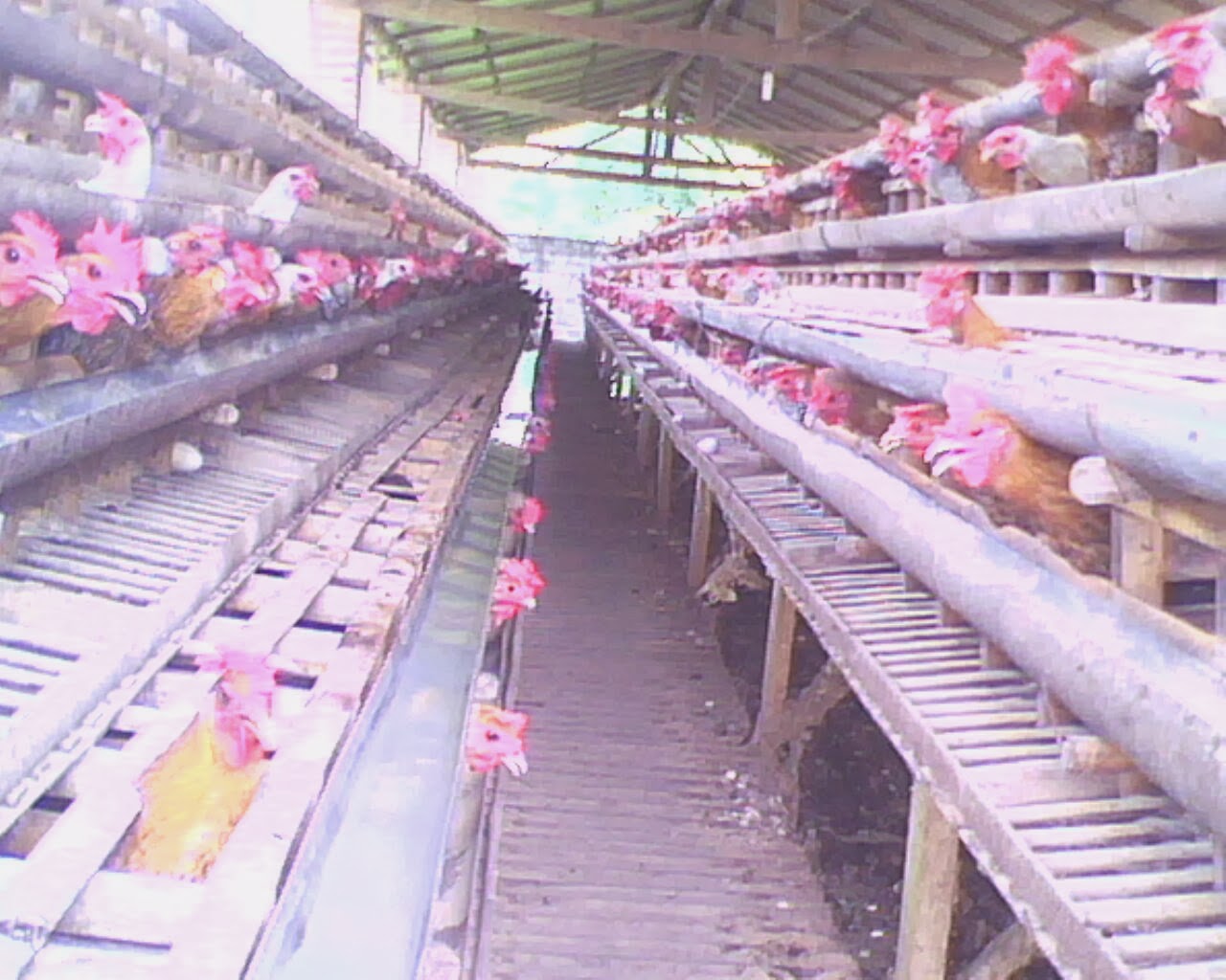 ternak ayam kedu