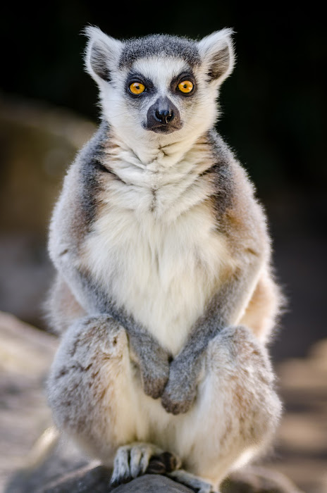 Lemur de frente
