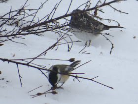 junco and chickadee