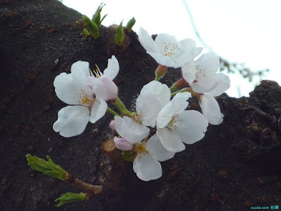 桜