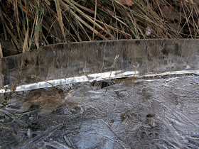 Closer view of the upstanding edge - Swedish icy mystery!
