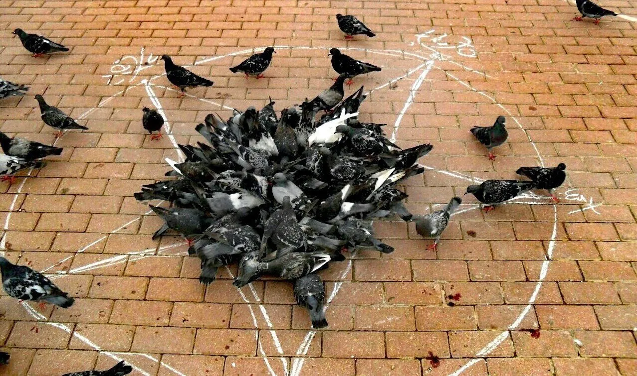 Get Rid of Pigeons