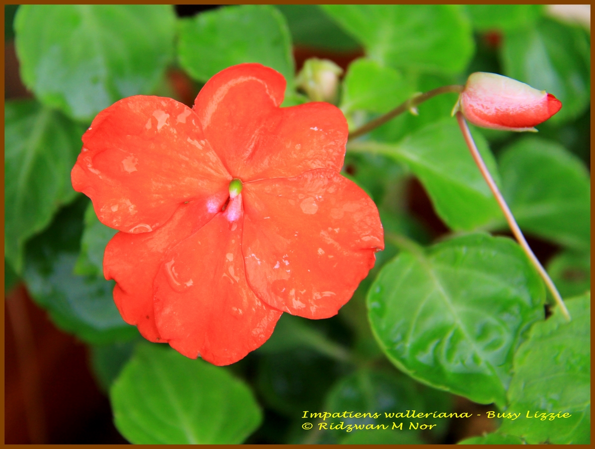 Impatiens walleriana, Busy Lizzie | Flowers Around Us by ...