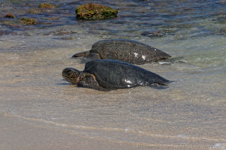 Grüne Meeresschildkröten, Galapagos