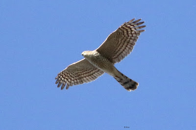 Eurasian Sparrowhawk