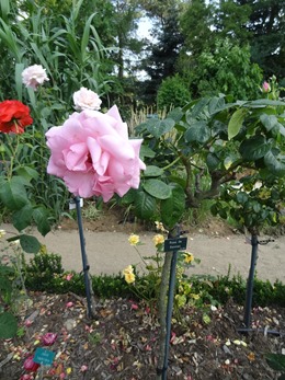 2018.07.01-105 la rose de Rennes dans le parc du Thabor