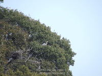 Grey heron near its nest in a heronry high in the trees - Tokushima, Japan, by Denise Motard